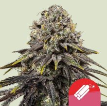 (Bild für) Dynamite Diesel Feminised Seeds