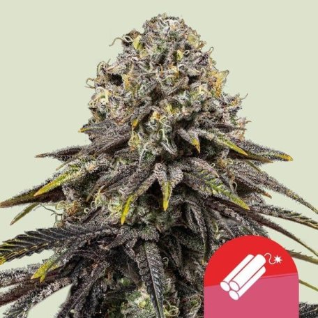 (Bild für) Dynamite Diesel Feminised Seeds