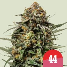 (Bild für) Gelato 44 Feminised Seeds