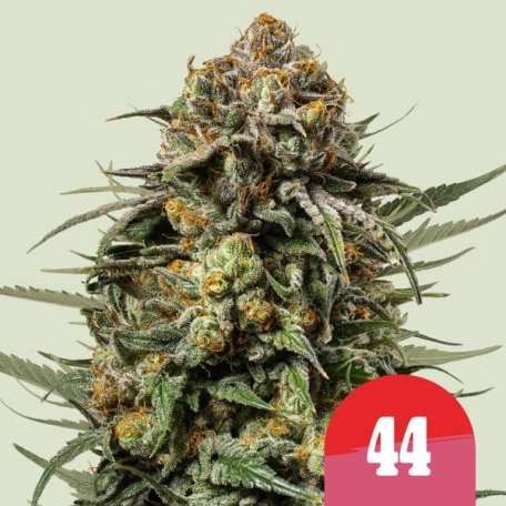 (Bild für) Gelato 44 Feminised Seeds