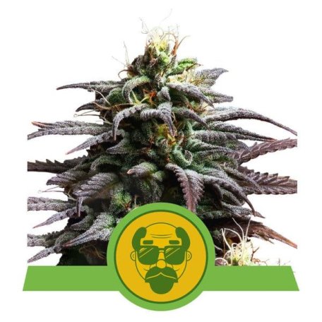 (Bild für) Granddaddy Purple Auto Feminised Seeds