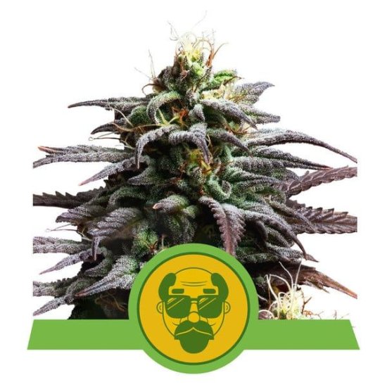 (Bild für) Granddaddy Purple Auto Feminised Seeds