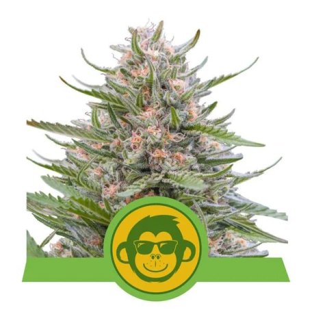 (Bild für) Grape Ape Auto Feminised Seeds