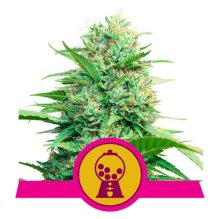 (Bild für) Pink Runtz Feminised Seeds