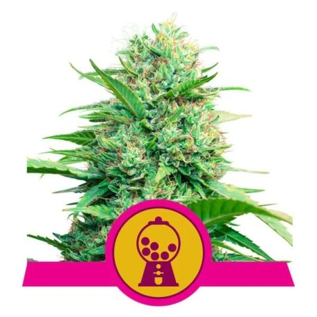 (Bild für) Pink Runtz Feminised Seeds