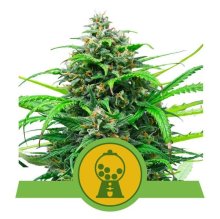 (Bild für) Pink Runtz Auto Feminised Seeds