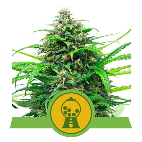 (Bild für) Pink Runtz Auto Feminised Seeds