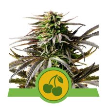 (Bild für) Cherry Pie Auto Feminised Seeds