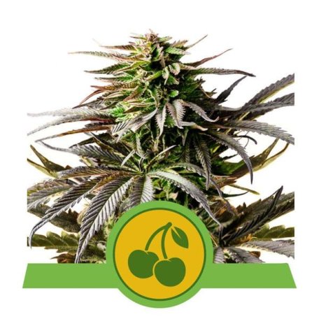 (Bild für) Cherry Pie Auto Feminised Seeds