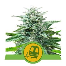 (Bild für) Trainwreck Auto Feminised Seeds