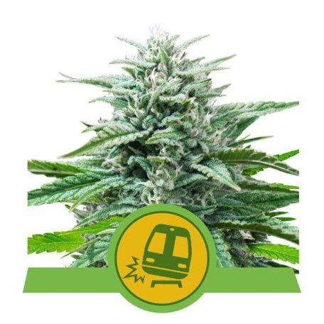 (Bild für) Trainwreck Auto Feminised Seeds