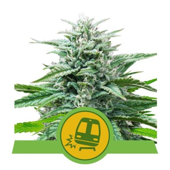 (Bild für) Trainwreck Auto Feminised Seeds