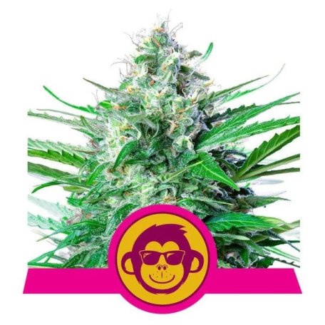 (Bild für) Grape Ape Feminised Seeds