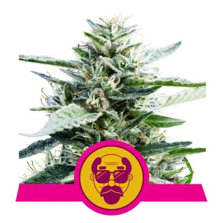 (Bild für) Granddaddy Purple Feminised Seeds