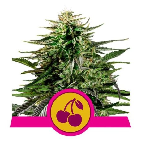 (Bild für) Cherry Pie Feminised Seeds