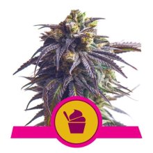 (Bild für) Sundae Driver Feminised Seeds