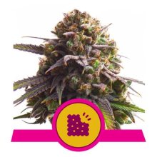 (Bild für) Biscotti Feminised Seeds