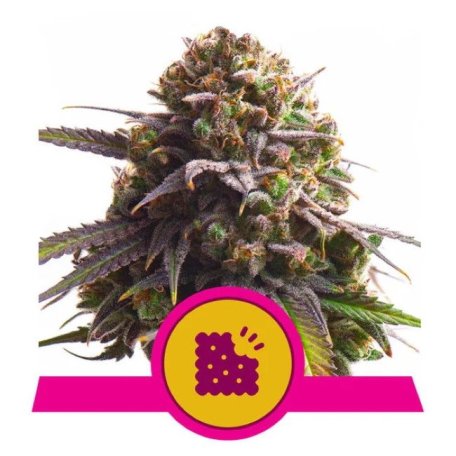 (Bild für) Biscotti Feminised Seeds