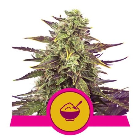 (Bild für) Cereal Milk Feminised Seeds