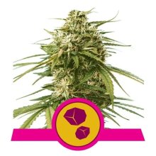 (Bild für) Gushers Feminised Seeds