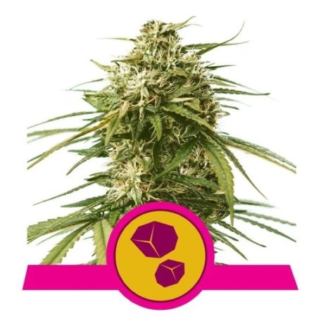 (Bild für) Gushers Feminised Seeds