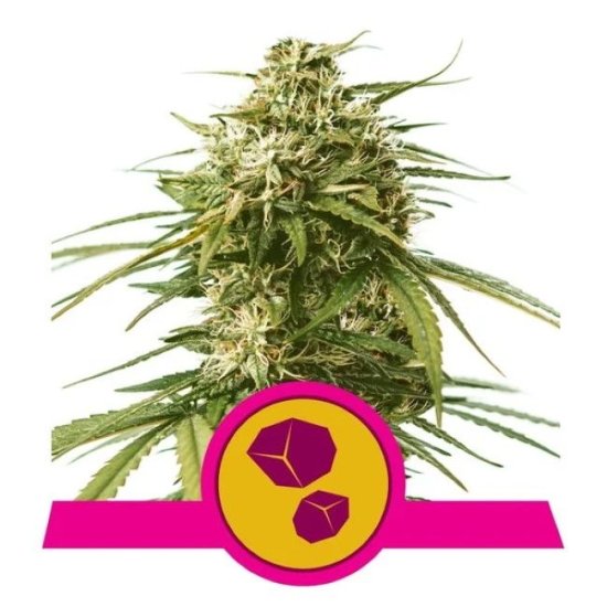 (Bild für) Gushers Feminised Seeds