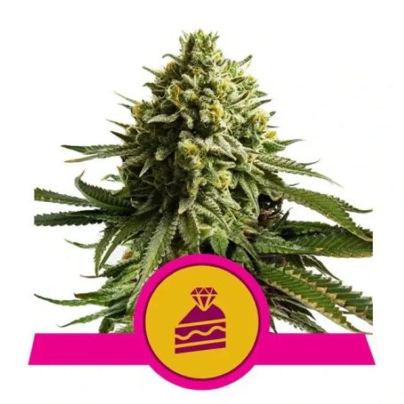 (Bild für) Wedding Cake Feminised Seeds