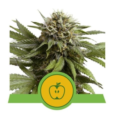 (Bild für) Apple Fritter Auto Feminised Seeds