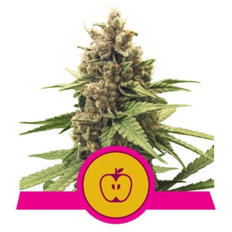 (Bild für) Apple Fritter Feminised Seeds