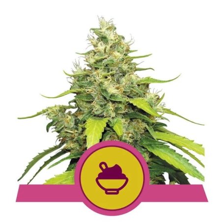 (Bild für) Blue Gelato Feminised Seeds