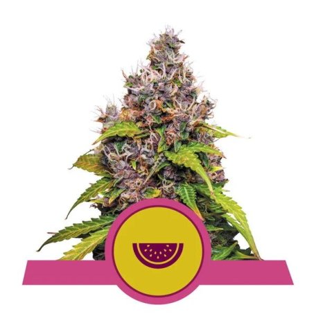 (Bild für) Watermelon Feminised Seeds