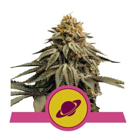 (Bild für) Royal Skywalker Feminised Seeds