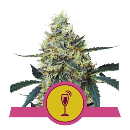 (Bild für) Mimosa Feminised Seeds