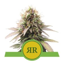 (Bild für) Royal Runtz Auto Feminised Seeds