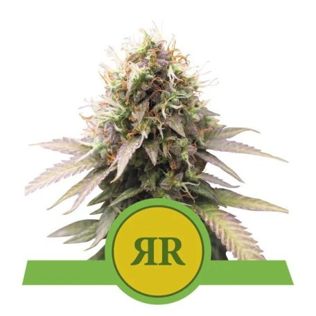 (Bild für) Royal Runtz Auto Feminised Seeds