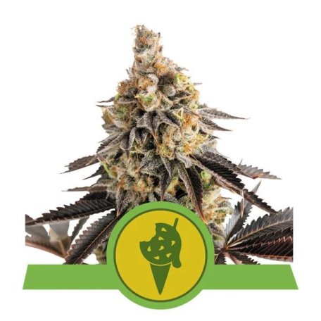 (Bild für) Cookies Gelato Auto Feminised Seeds