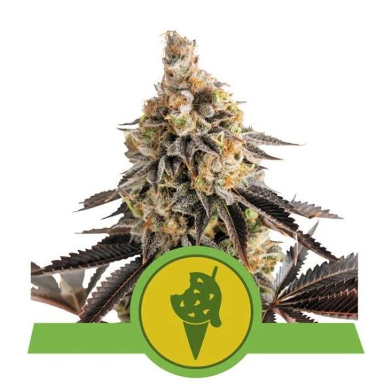 (Bild für) Cookies Gelato Auto Feminised Seeds
