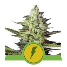 (Bild für) North Thunderfuck Auto Feminised Seeds