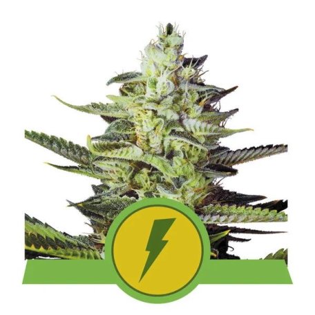 (Bild für) North Thunderfuck Auto Feminised Seeds
