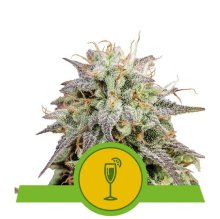 (Bild für) Mimosa Auto Feminised Seeds
