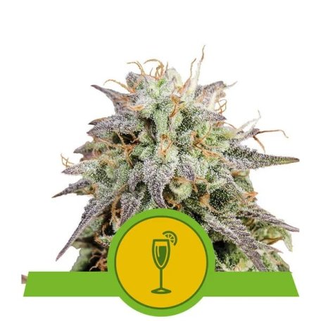 (Bild für) Mimosa Auto Feminised Seeds