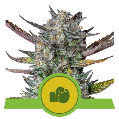 (Bild für) Purple Punch Auto Feminised Seeds