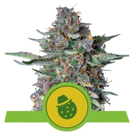 (Bild für) Do-Si-Dos Auto Feminised Seeds