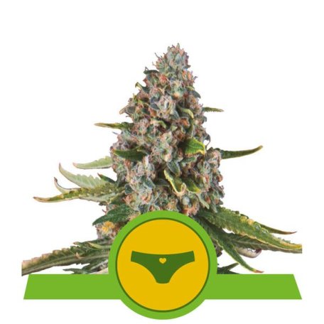 (Bild für) Sherbet Queen Auto Feminised Seeds