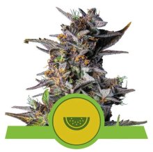 (Bild für) Watermelon Auto Feminised Seeds