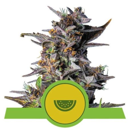 (Bild für) Watermelon Auto Feminised Seeds
