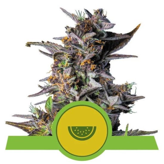 (Bild für) Watermelon Auto Feminised Seeds