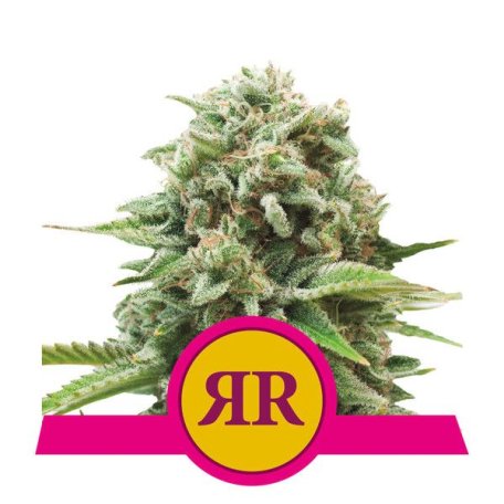 (Bild für) Royal Runtz Feminised Seeds