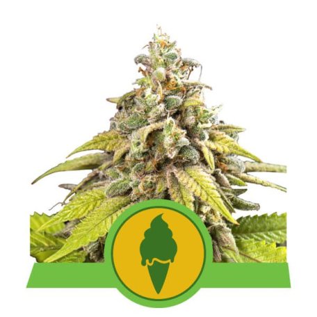 (Bild für) Green Gelato Auto Feminised Seeds