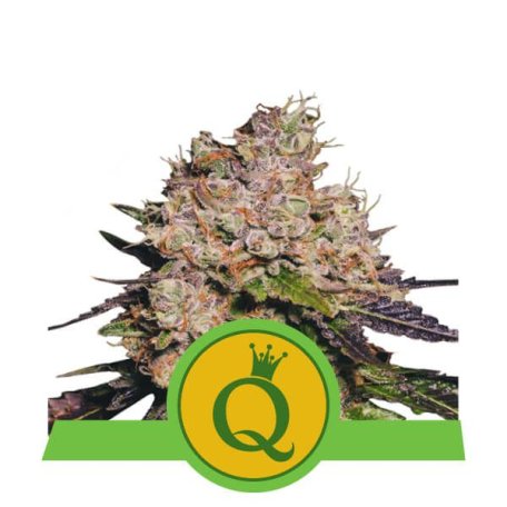 (Bild für) Purple Queen Auto Feminised Seeds